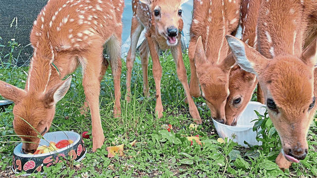 2767920_web1_gtr-babydeer2