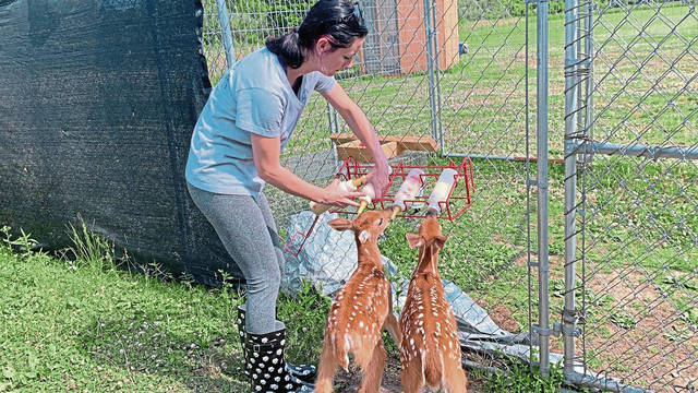 2767920_web1_gtr-babydeer3
