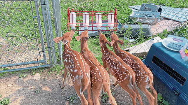 2767920_web1_gtr-babydeer4