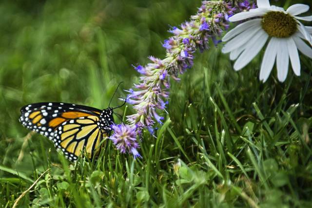 2768517_web1_gtr-butterflies-062620