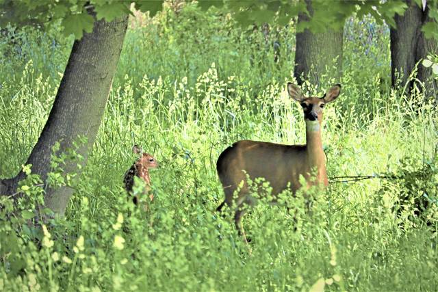 2770612_web1_nj-RossDeerHunt-061620