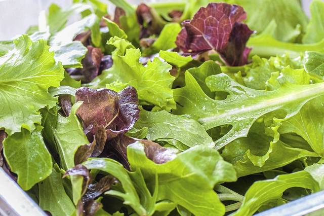 2784071_web1_web-lettuce 2784071_web1_web-lettuce
