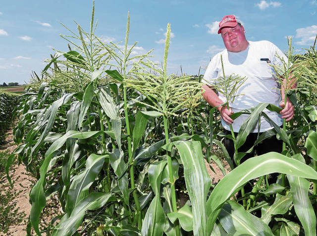 2787701_web1_GTR-cornharvest02-070420