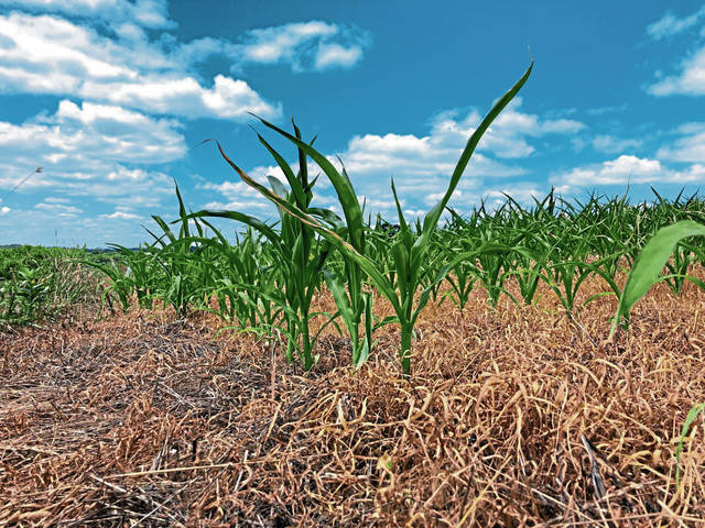 2787701_web1_gtr-cornharvest001-070420