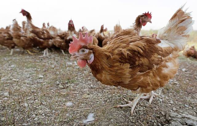 2789064_web1_ptr-cutlerchickens-070320