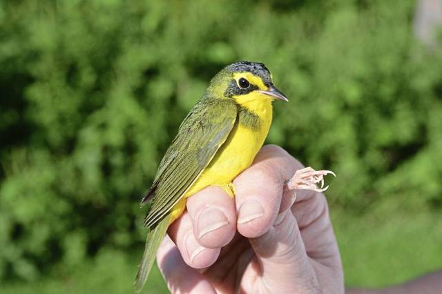 2810932_web1_gtr-PowdermillKyWarbler-071120