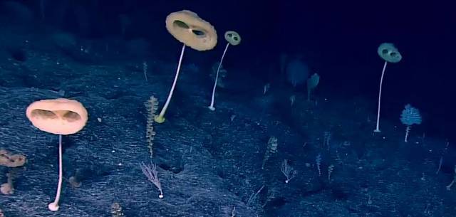 2812789_web1_ET-Sponge