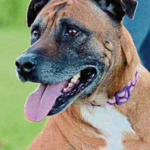 2816670_web1_gtr-animalrescue20200713_0024