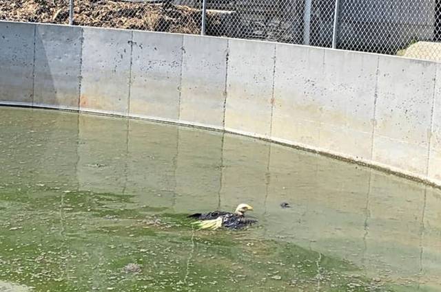 2822238_web1_vnd-EagleRescue-071520