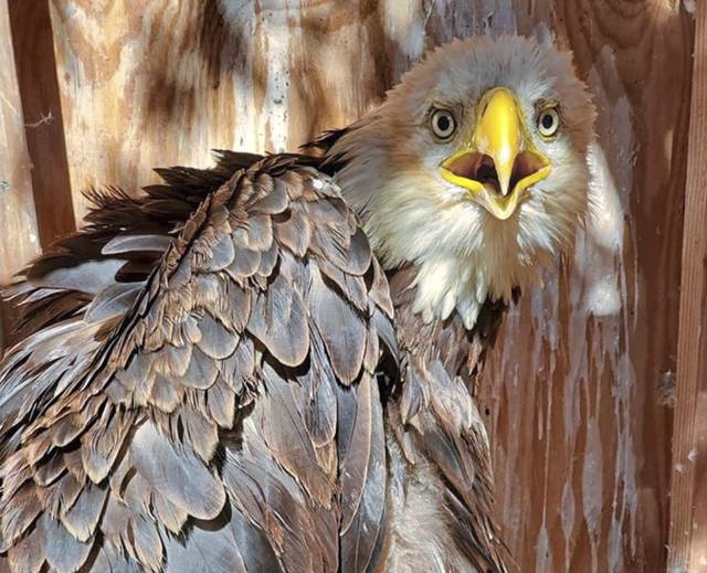 2822238_web1_vnd-EagleRescue3-071620