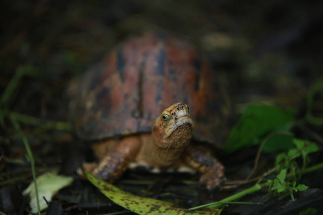 2851278_web1_2851278-960a65b6bf804d709d32528bc73514e8