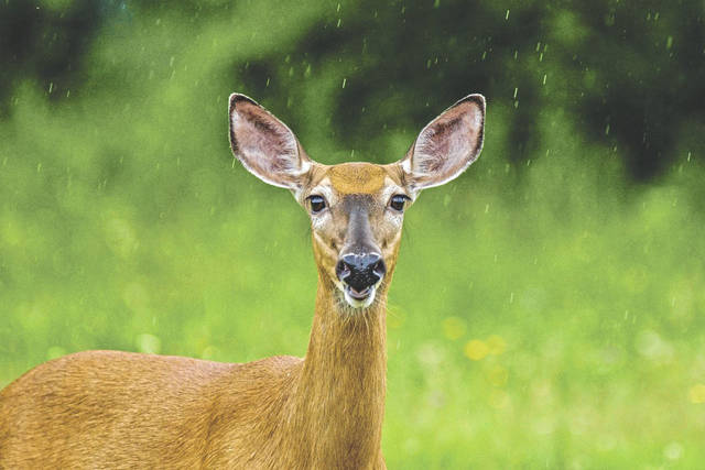 2861693_web1_WEB-deerB
