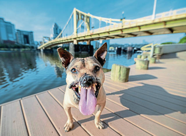 2863164_web1_nj-fightdogbooksigning-040919
