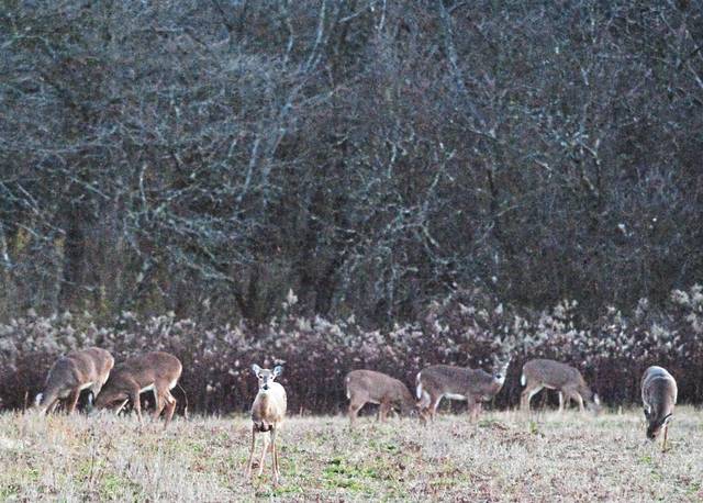 2873313_web1_web-deer100