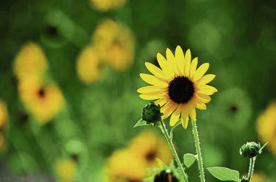 2870755_web1_fern-hollow