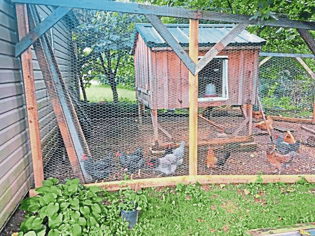 2884939_web1_gtr-NHchickens-080620