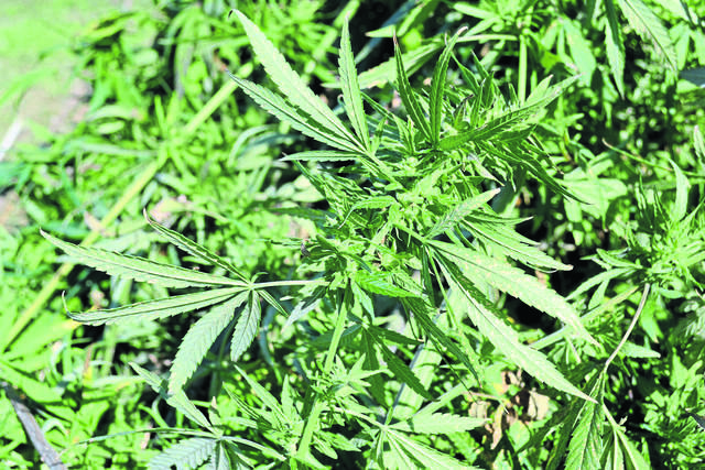 2896648_web1_web-hempplant