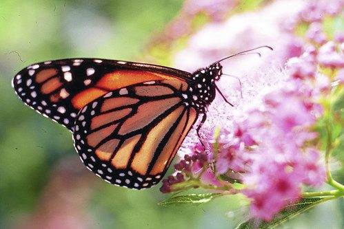 2896798_web1_vnd-pollinatorGard-062119