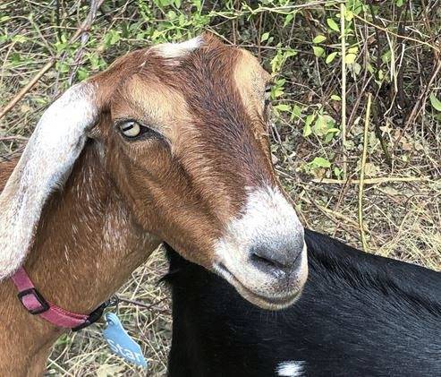 2914562_web1_her-beechgoats2-082720