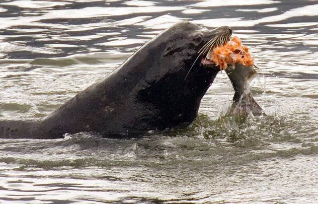 2919604_web1_Sea-Lion-eating