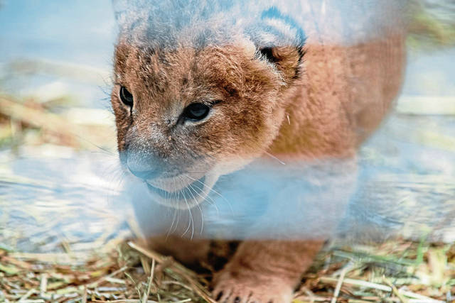 2934409_web1_ptr-LionCubs1-082120