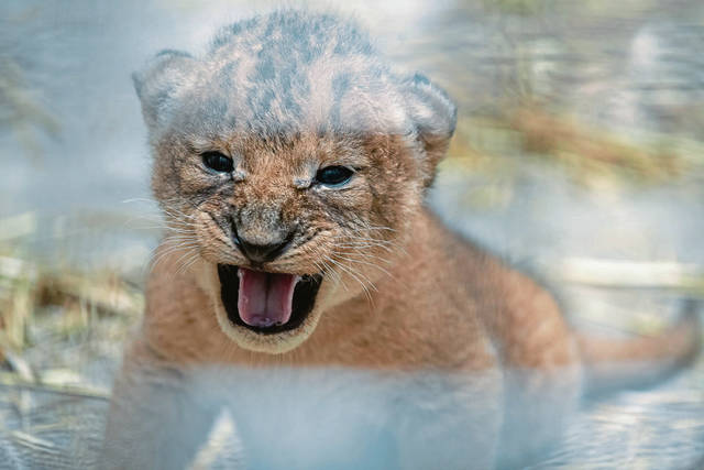 2934409_web1_ptr-LionCubs3-082120