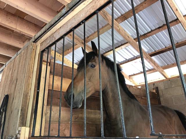2948417_web1_gtr-horses1-082620