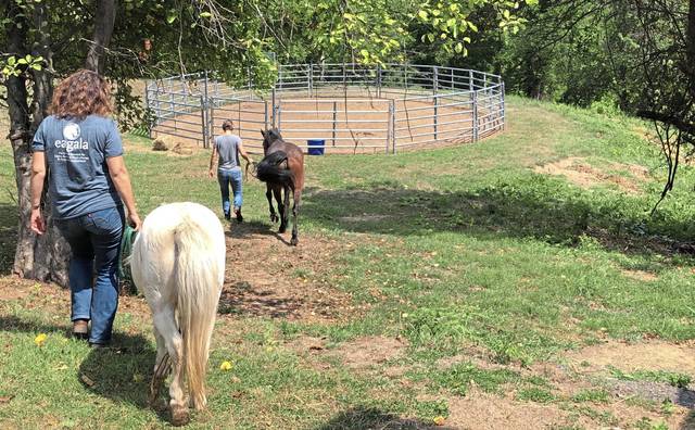 2948417_web1_gtr-horses3-082620