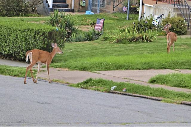2967000_web1_WEB-2deer