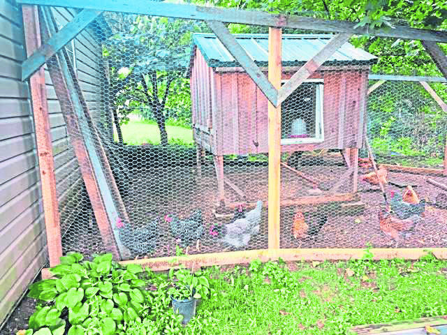 2967188_web1_gtr-NHchickens-080620