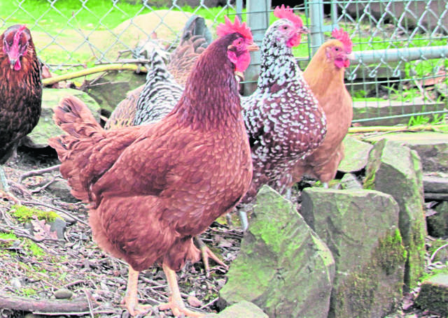 3004394_web1_hj-ChickenPetition1-042420