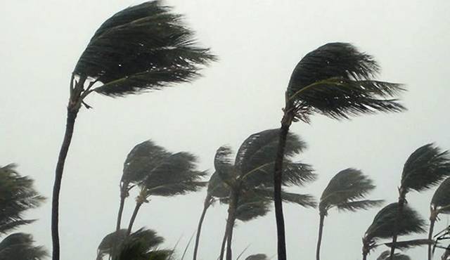 3010640_web1_palmtrees