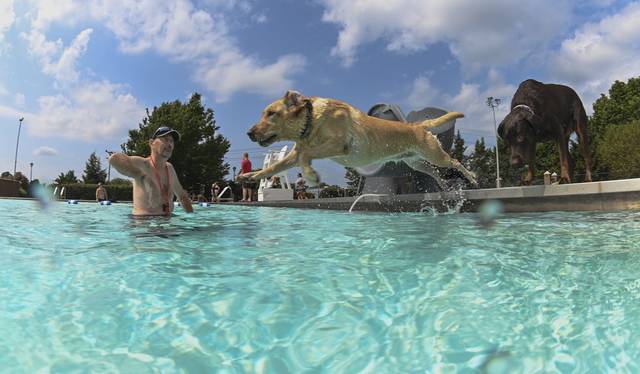 3011298_web1_gtr-lo-PoolDogs2-091220
