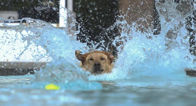 3011298_web1_gtr-lo-PoolDogs3-091220