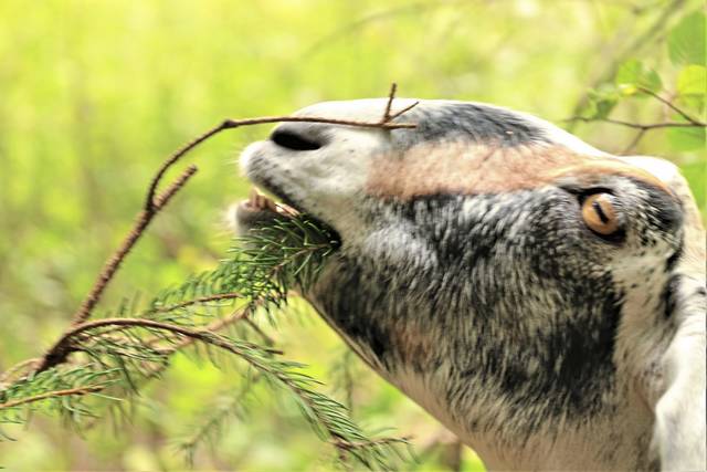 3013659_web1_nj-HarmonyTrailGoats2-0924
