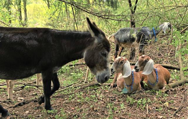 3013659_web1_nj-HarmonyTrailGoats3-092420