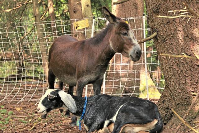 3013659_web1_nj-HarmonyTrailGoats5-092420
