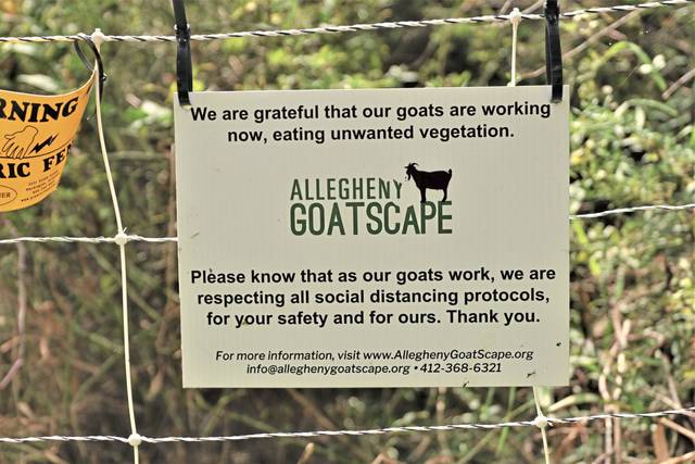 3013659_web1_nj-HarmonyTrailGoats7-092420