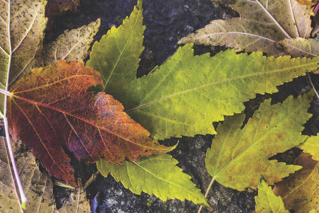 3020878_web1_web-fallleaves