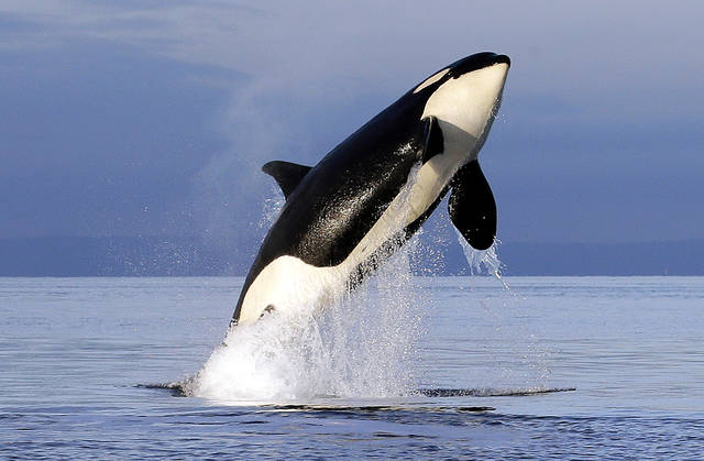 3047007_web1_ptr-orcasnw-051419 3047007_web1_ptr-orcasnw-051419