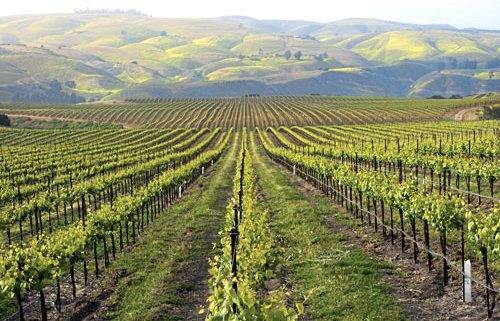 3056598_web1_PTR-WINE-NEW