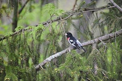 3067137_web1_vnd-RareGrosbeak2-092920