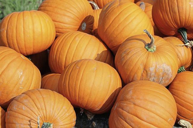 1836534_web1_gtr-liv-pumpkin-03-102219