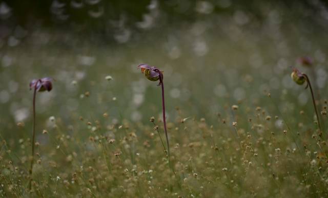 2951739_web1_gtr-bog104-082820