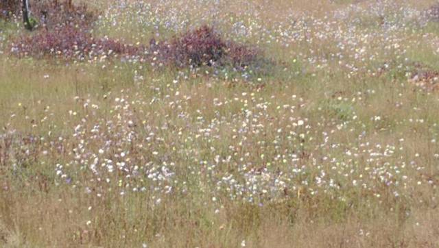 2951739_web1_gtr-bog-grass-092020