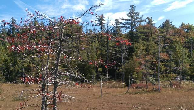 2951739_web1_gtr-bog-gum-092020