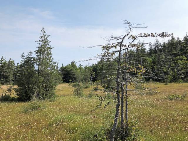 2951739_web1_gtr-bog-view-092020