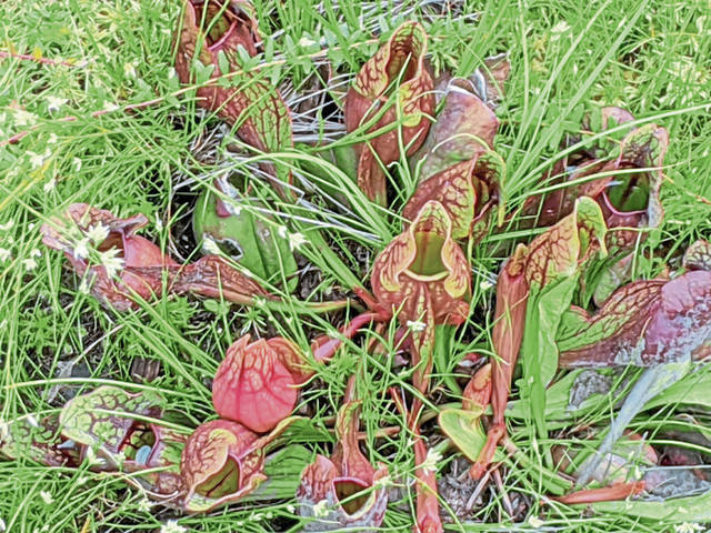 2960070_web1_gtr-bogplants1-092020