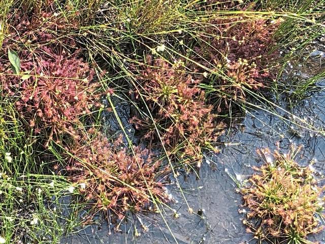 2960070_web1_gtr-bogplants3-092020