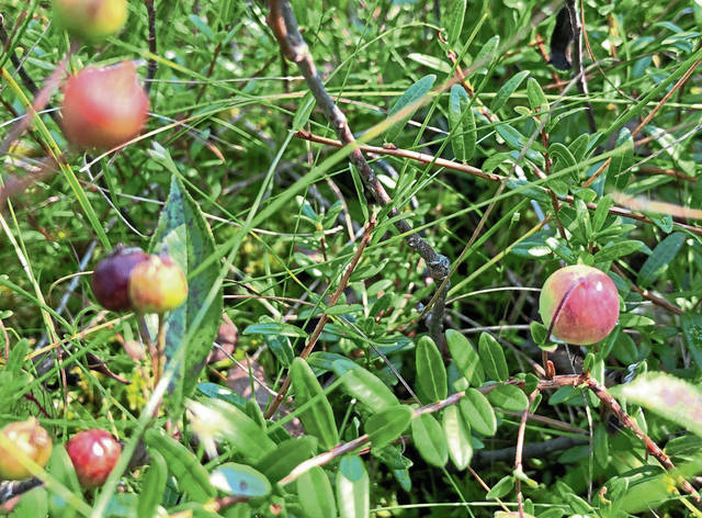 2960070_web1_gtr-bogplants5-092020